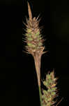 Buxbaum's sedge